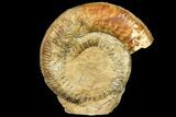Large, Stephanoceras Ammonite - Dorset, England #131900-2